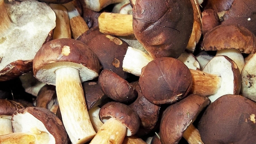 LAS-BOR саңырауқұлақтар шампиньоны мұздатылған көкөністер жемістер лисички березовики боровики өңдеу экспорт Польшада 03