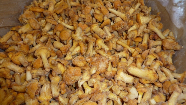 LAS-BOR саңырауқұлақтар шампиньоны мұздатылған көкөністер жемістер лисички березовики боровики өңдеу экспорт Польшада 09