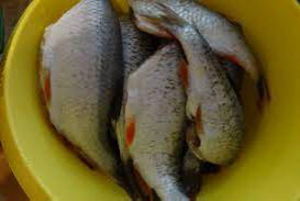 Тұздықтағы қуырылған балық 13