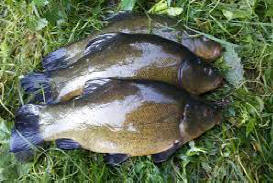 Тұздықтағы қуырылған балық 13