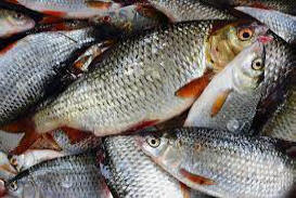 Тұздықтағы қуырылған балық 13