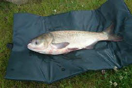 Тұздықтағы қуырылған балық 13