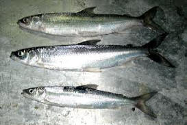 Тұздықтағы қуырылған балық 13